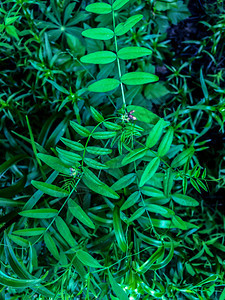 户外森林植物绿叶质地子图片