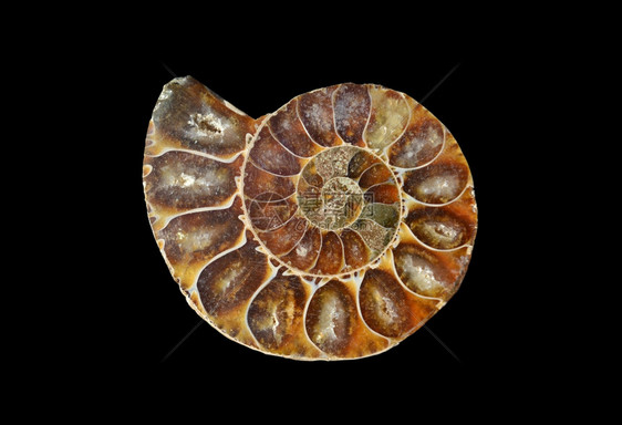 黑色的背景上史前化石蜗牛壳螺旋超过图片