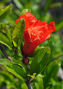 叶子鲜红的女神石榴花户外植物背景图片