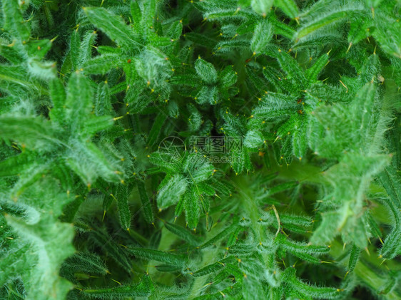 绿色毛茸花园背景纹理和刺穿的沙吉植物宏观图片