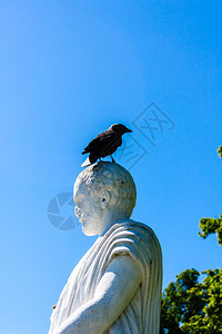 蓝天下站在雕像头上的鸟图片