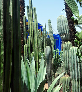 自然马拉喀什市摩洛哥马若雷勒花园地标植物旅游行背景