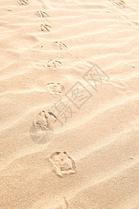 自然走了维林克海鸥在滩沙上的沟轨迹图片