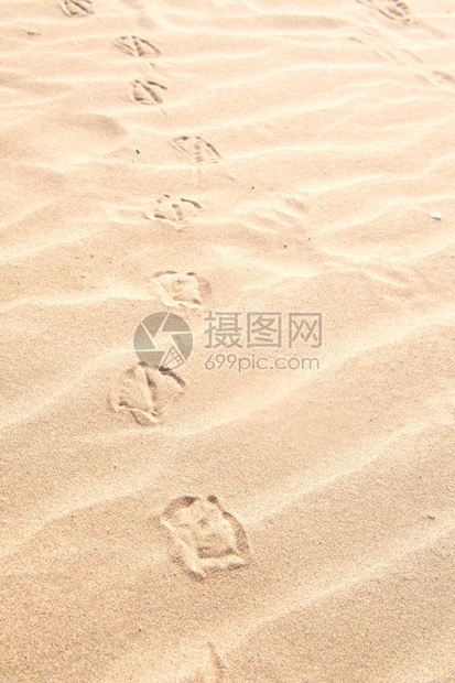 自然走了维林克海鸥在滩沙上的沟轨迹图片