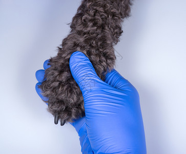 一种爪子羊毛狗在一个戴手套的男人里图片
