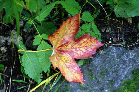 秋天掉落的叶子在地上阿姨即将到来落下地面图片