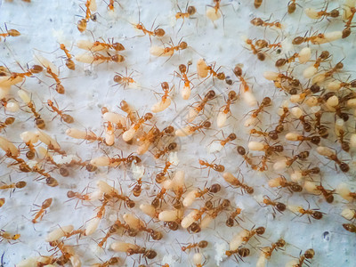 泰国蚂蚁在移动鸡蛋以逃离洪水闪电脱图片