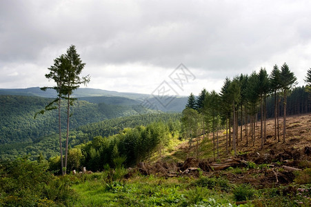 山脉下的植被树木图片