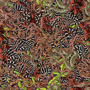 无缝蛇纹质卷缝的动物毒蛇图片