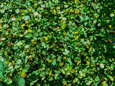 秋天的森林树叶公园落下绿色图片
