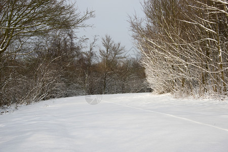 冬季下雪的森林图片