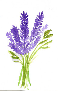 植物沙佛花朵彩色熏衣植物群图片