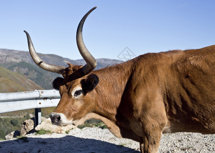 品种卡切纳牛是葡萄牙的群种族一巴罗索图片