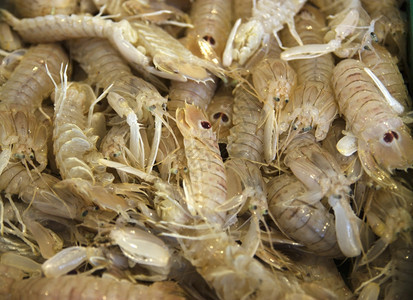毯子市场上许多甲状腺动物的卡诺基甲壳类照片残酷的鱼图片