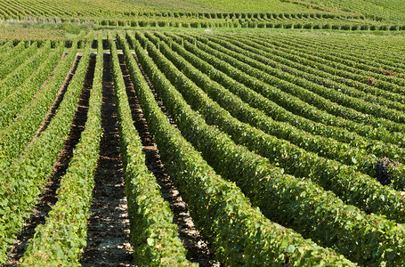 叶子香槟葡萄园地貌的一排葡萄树绿色字段图片