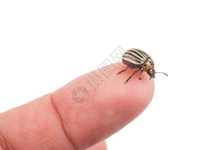 有条纹的摄影科罗拉多马铃薯甲虫在手指上科罗拉多州图片