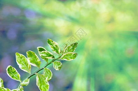 疣叶子草药抽象光亮绿色背景上的红鸟仙人掌图片