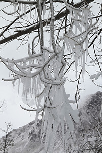 被雪覆盖的树枝图片