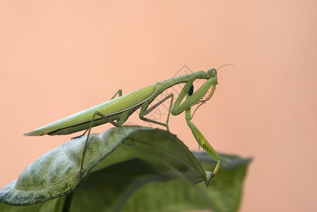 泽野螳螂素材图片
