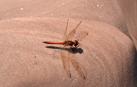 野外的红蜻蜓图片