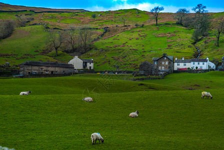 山下羊群和草原的景观图片