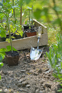 花园春天在中用铲子种菜在园中植蔬菜土壤图片