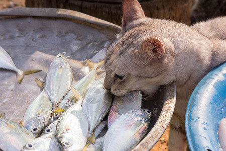 吃鱼的小猫图片