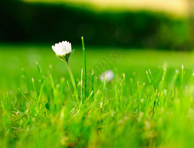 春天花园白菊的详细图象节雏菊户外图片