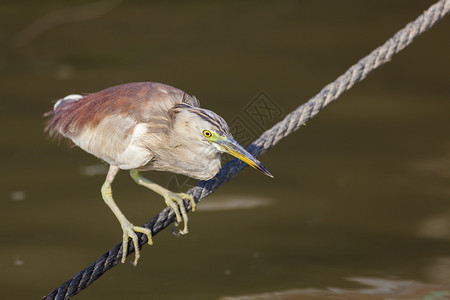 自然颜色印度北方邦瓦拉纳西河的恒鸟类亚洲图片