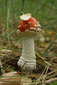 有毒帽蘑菇苍蝇装饰图片