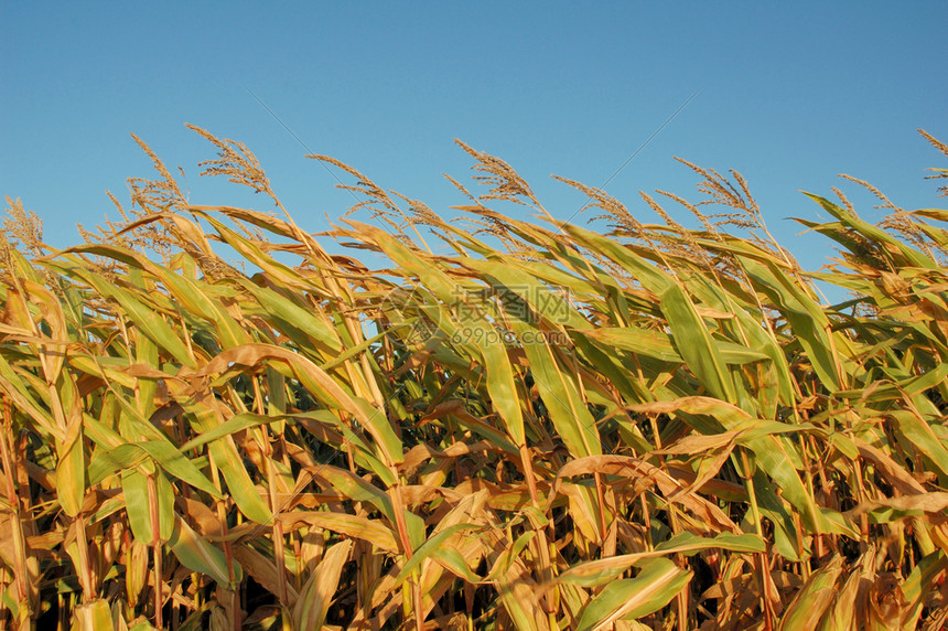 玉米秸秆还田能冲什么肥料