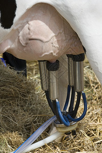 动态牛奶一种使用自动挤奶机牛乳房技术背景