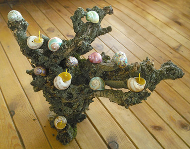 棉布绘画在蜗牛贝壳上涂漆的蜂蜡烛自然图片