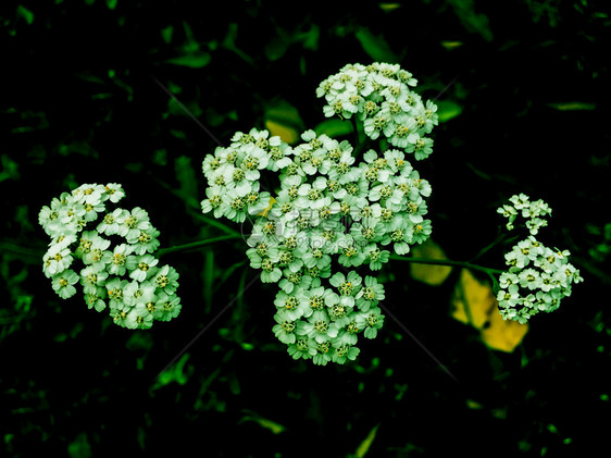 白色的开花森林植物白野花瓣图片