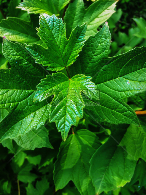 植物园生料树叶户外公园衬套图片