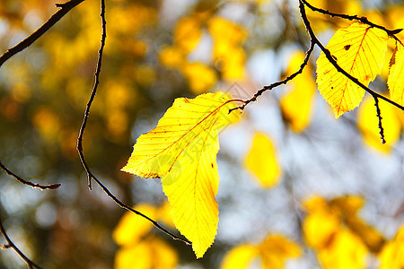 秋天树枝上的叶子背景图片