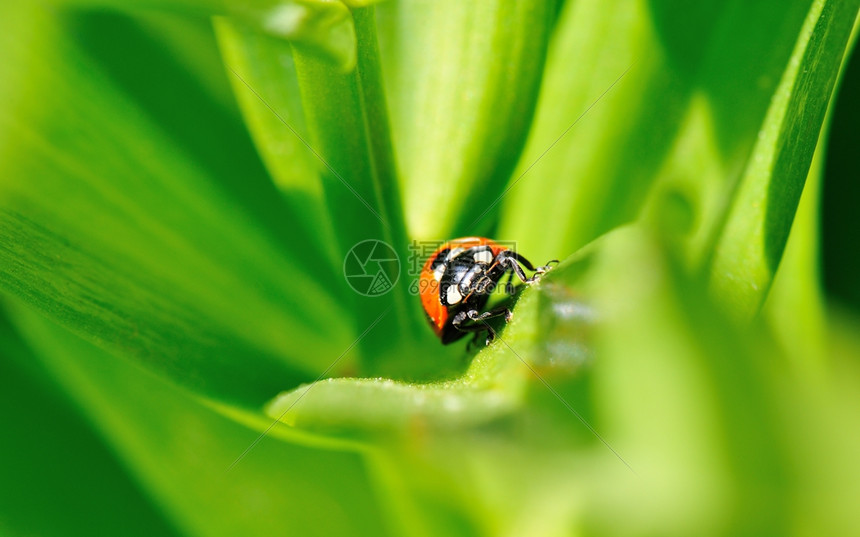 农村的Ladybug植物漏洞昆虫图片