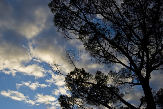 蓝色的树背影与阴云天空对立雅各布斯一种图片