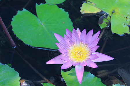 池塘月色美丽的紫色莲花背景