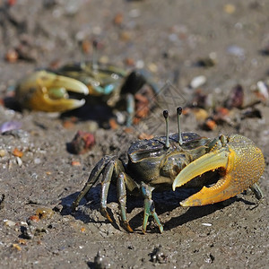 一种提琴手沙滩上一只两雄蟹展示图片