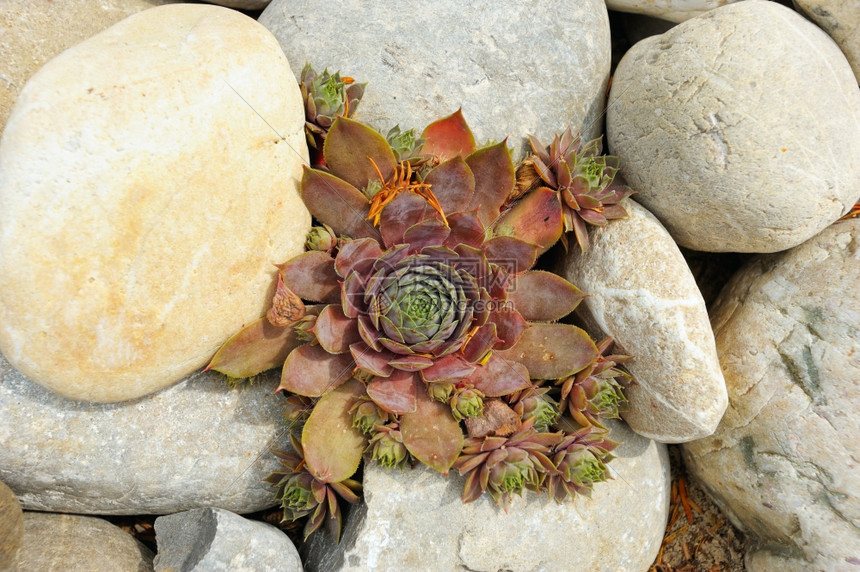 之中框架多汁的岩石间许发芽的植物花丛图片