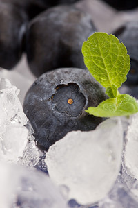 新鲜的凉爽浆果冰上蓝莓与薄荷叶的相片图片