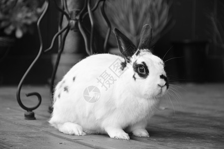 黑白兔子图片