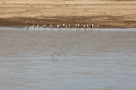 赞比亚Luangwa河上的一些非洲鸟类卢安瓜野生动物荒图片