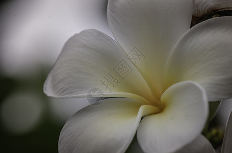 白色的弗朗吉帕尼花朵或叶拉瓦迪塔伊美丽和华的花朵弗兰吉帕尼普卢梅利亚热带花朵白或者自然惊人的图片