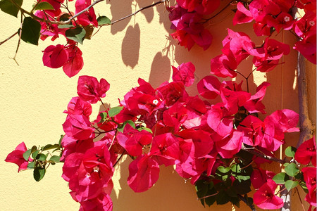 绽放或者希腊九重葛Nyctaginaceae在克里特岛图片