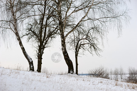 冬天的白桦树林图片
