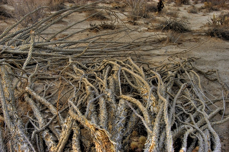 沙漠中的奥科蒂洛脊椎博雷戈奥科蒂略里德米勒图片