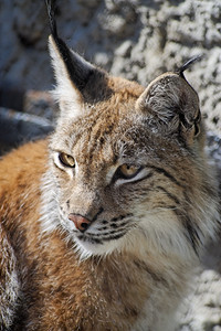 荒野猞猁特写镜头猫图片