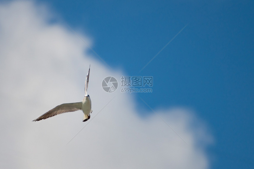 自然在蓝天空和白云中飞翔的海鸥白色河图片